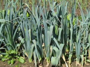 262088327_1204688810020681_909777775267992435_n