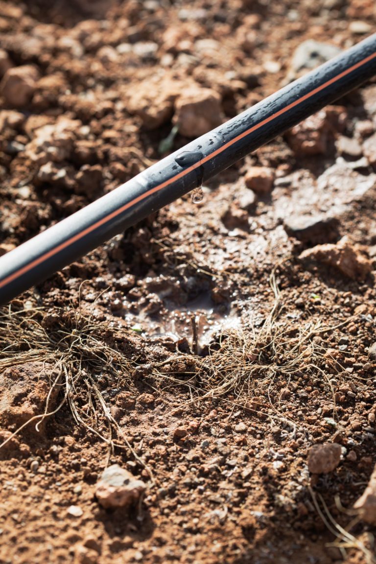 7351B486-6DA9-45AB-AD927D4D044CA72C-olives-morocco-15