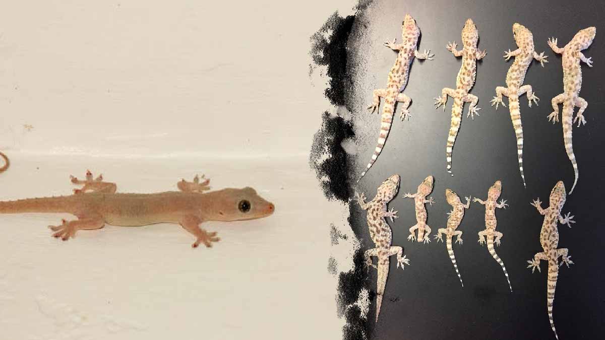 Lézards: comment écarter ces lézards de votre maison - Orbite Info