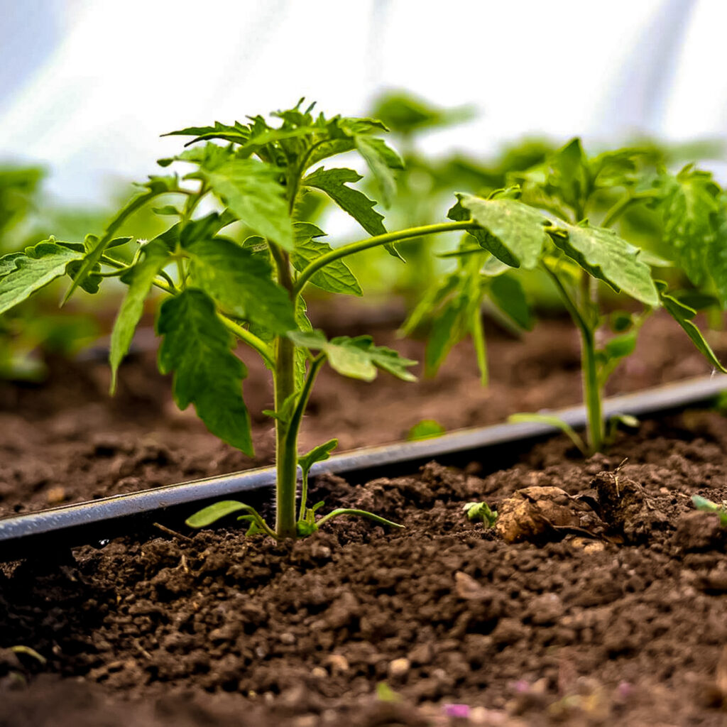 irrigation de précision