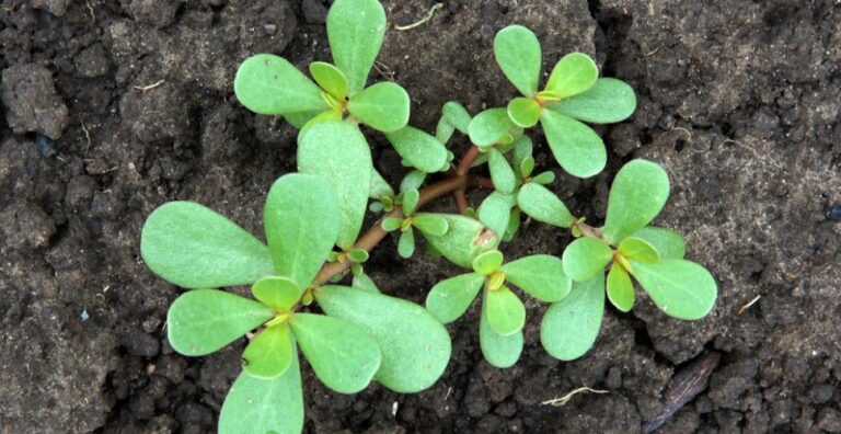 shutterstock_734843635