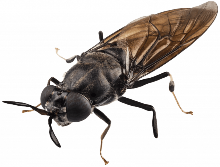 black-soldier-fly-macro-cutout-1024x780