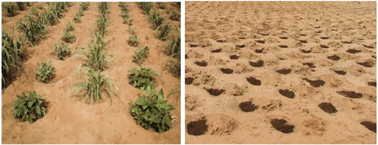 wVmsLP2A9ny7KZiP-zai-cultive-en-mil-et-niebe-dans-le-terroir-de-badaguichiri-tahoua-photo-guero-yadji