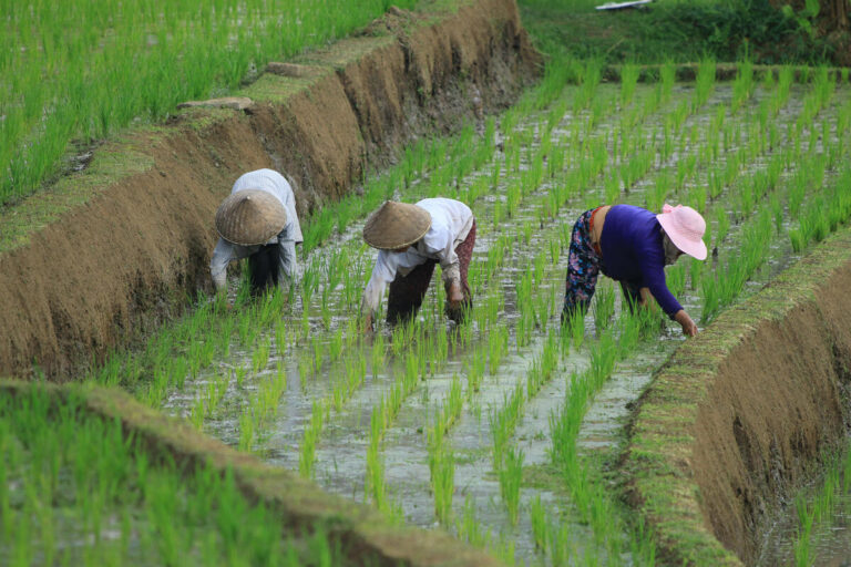 INDONESIA, 2025. Rice fields in Bali